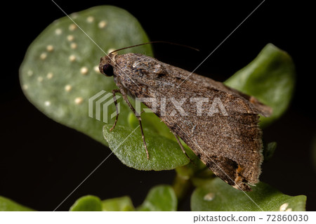 Adult Graphic Owlet Moth in a Common Purslane Adult Graphic Owlet Moth in a Common Purslane 72860030