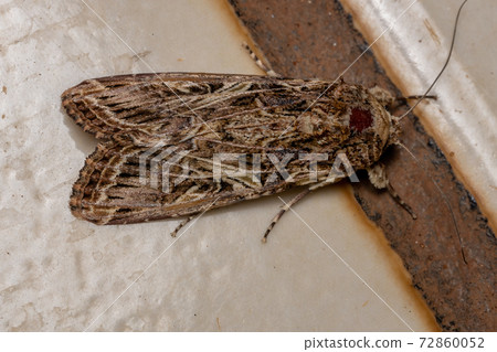 Adult Armyworm Moth Adult Armyworm Moth 72860052
