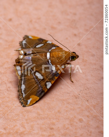 Adult yellow moth Adult yellow moth 72860054