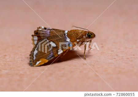 Adult yellow moth Adult yellow moth 72860055