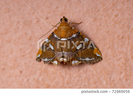 Adult yellow moth Adult yellow moth 72860056