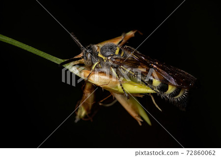 Adult Scoliid Wasp in a flower Adult Scoliid Wasp in a flower 72860062