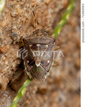 Small Stink Bug Small Stink Bug 72860063