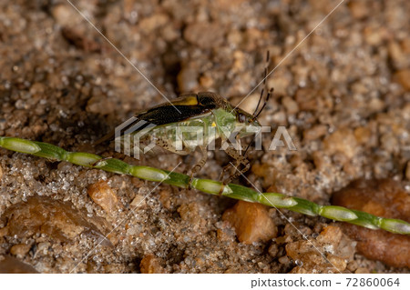 Small Stink Bug Small Stink Bug 72860064