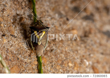 Small Stink Bug Small Stink Bug 72860065