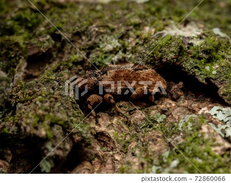 Adult True Weevil Adult True Weevil 72860066