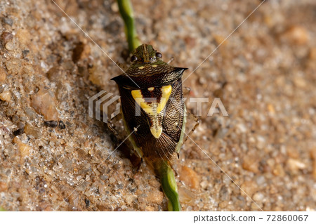 Small Stink Bug 72860067