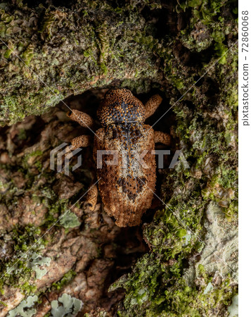 Adult True Weevil 72860068