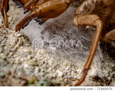 adult female jumping spider protecting eggs 72860070