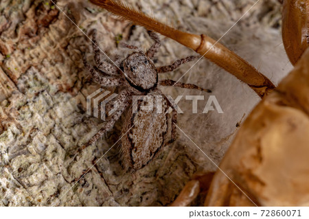 adult female jumping spider protecting eggs 72860071