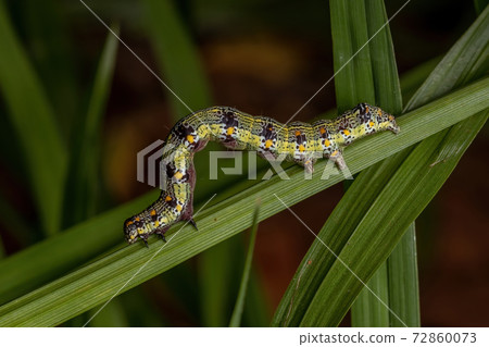 Caterpillar eating a leaf Caterpillar eating a leaf 72860073