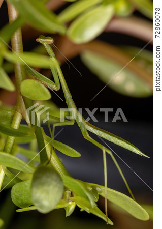 Small Mantid Nymph 72860078