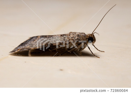 Graphic Owlet Moth Graphic Owlet Moth 72860084
