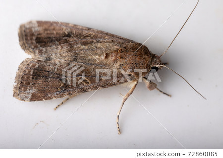 Adult Armyworm Moth Adult Armyworm Moth 72860085