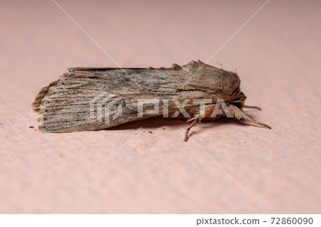 Adult Owlet Moth Adult Owlet Moth 72860090