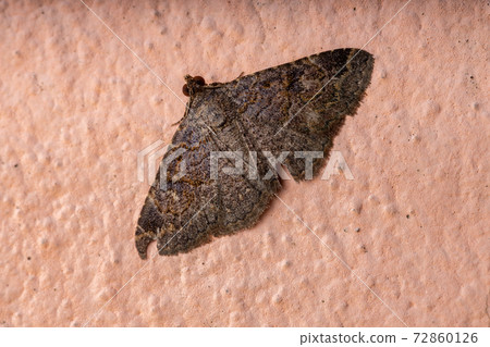 Adult Underwing moth Adult Underwing moth 72860126