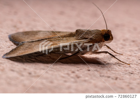 Graphic Owlet Moth Graphic Owlet Moth 72860127