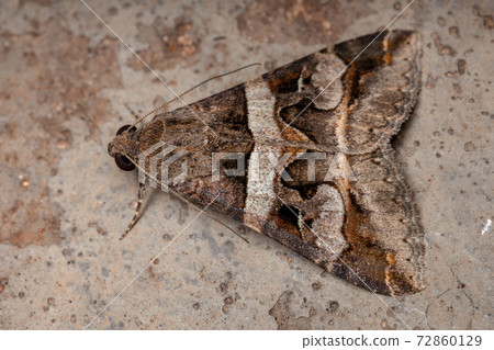 Graphic Owlet Moth Graphic Owlet Moth 72860129