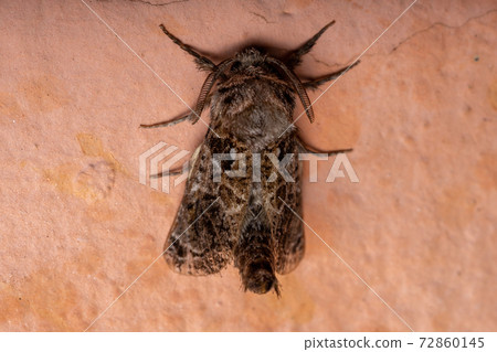 Adult Carpenter Moth 72860145