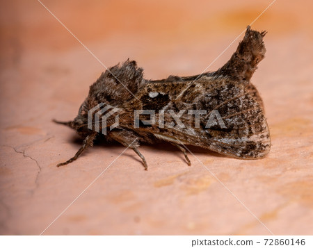 Adult Carpenter Moth Adult Carpenter Moth 72860146