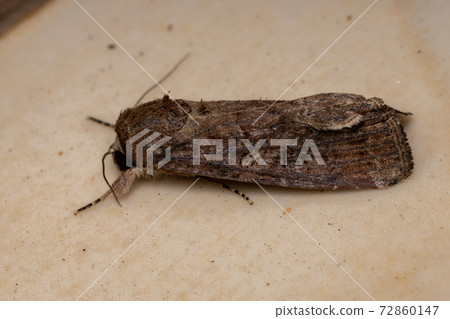 Adult Armyworm Moth 72860147