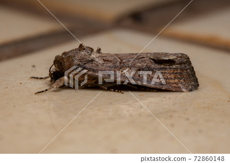 Adult Armyworm Moth Adult Armyworm Moth 72860148