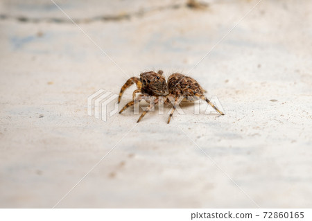 Adult Jumping Spider 72860165