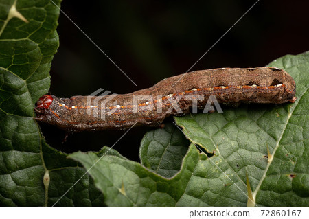 Caterpillar eating a leaf 72860167