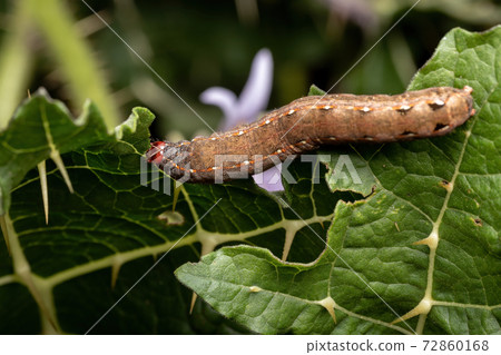 Caterpillar eating a leaf 72860168