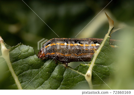 Caterpillar eating a leaf Caterpillar eating a leaf 72860169