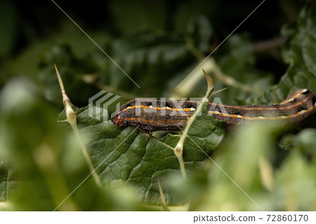 Caterpillar eating a leaf Caterpillar eating a leaf 72860170
