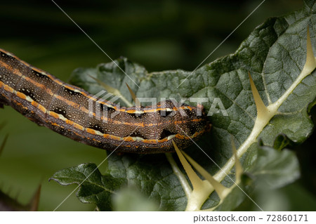 Caterpillar eating a leaf Caterpillar eating a leaf 72860171
