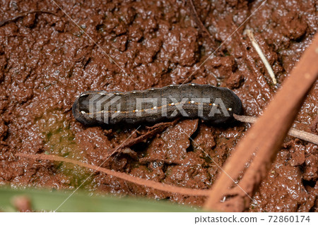 Caterpillar in the ground Caterpillar in the ground 72860174