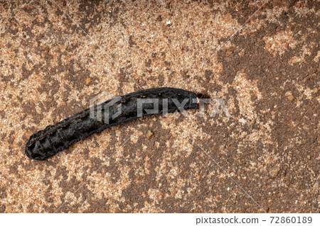 Caterpillar in the ground Caterpillar in the ground 72860189