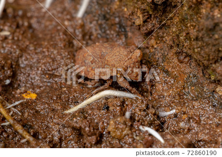 Adult Toad Bug Adult Toad Bug 72860190