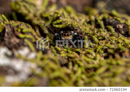 Adult male jumping spider Adult male jumping spider 72860194