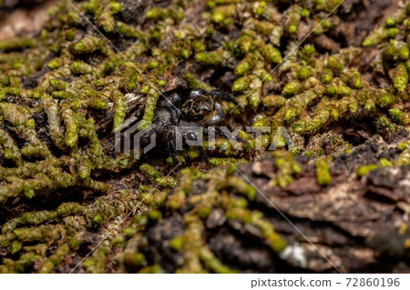 Adult male jumping spider 72860196