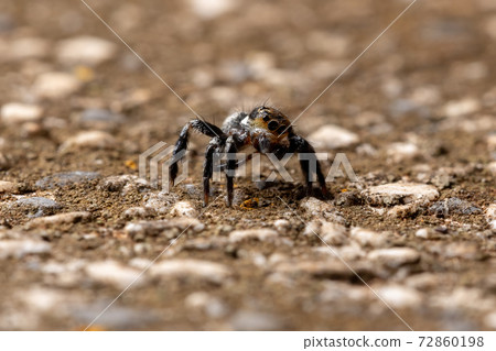 Jumping spider on a concrete surface 72860198