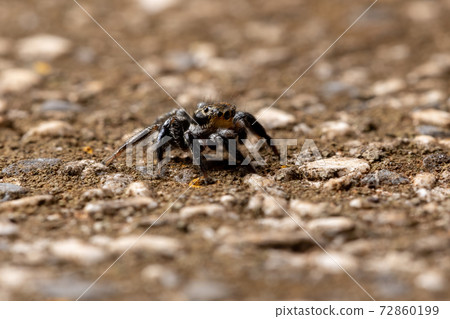 Jumping spider on a concrete surface Jumping spider on a concrete surface 72860199