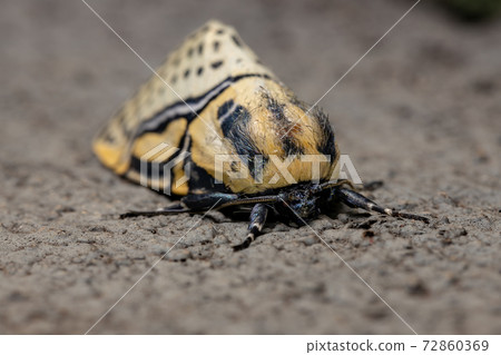 Adult Hieroglyphic Moth Adult Hieroglyphic Moth 72860369
