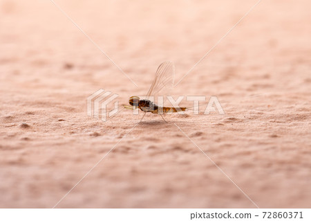 Male small mayfly Male small mayfly 72860371