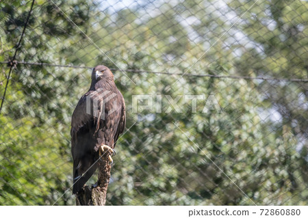 [多摩動物園的犬洗] 72860880