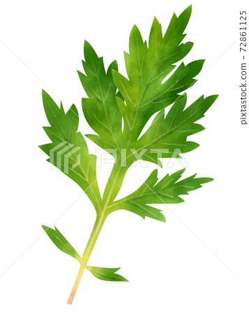 Watercolor illustration mugwort 72861125