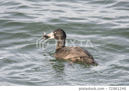 A young bird of surf scoter eating shellfish White Rock British Columbia Canada A young bird of surf scoter eating shellfish White Rock British Columbia Canada 72861248
