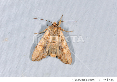 Nakaguro Hosokiriga（北海道大雪山） 72861730