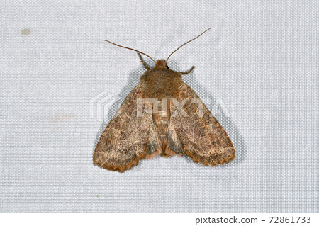 Tensuji Kiriga (Shiretoko, Hokkaido) 72861733