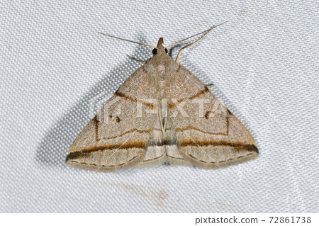 Tsumaobiatsuba (Sounkyo, Hokkaido) Tsumaobiatsuba (Sounkyo, Hokkaido) 72861738