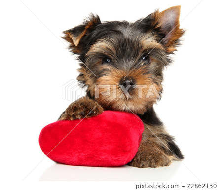 Yorkshire Terrier puppy with a red plush toy Yorkshire Terrier puppy with a red plush toy 72862130