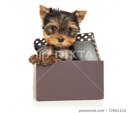 Yorkshire terrier puppy in gift box on a white background Yorkshire terrier puppy in gift box on a white background 72862131