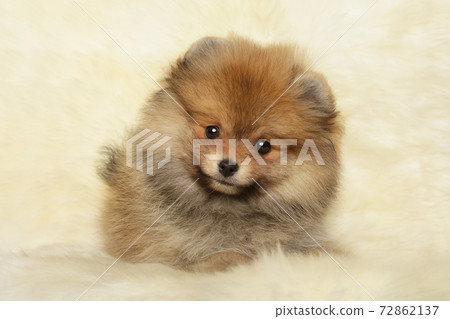 Pomeranian Spitz puppy 72862137